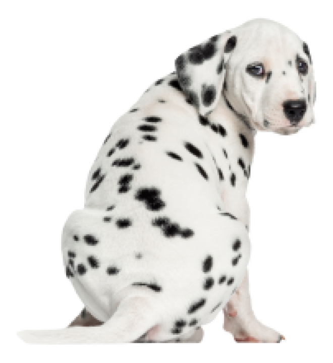斑點狗_大麥町犬_小丹犬_斑點犬_dalmatian
