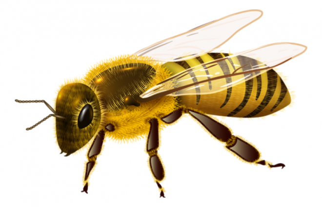 昆蟲_蜜蜂_bee_bee