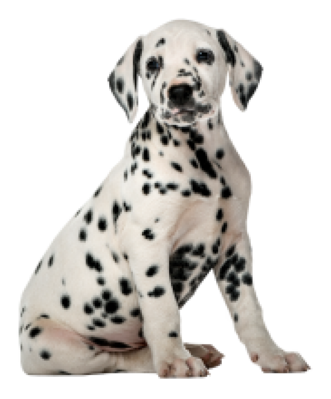 斑點狗_大麥町犬_小丹犬_斑點犬_dalmatian