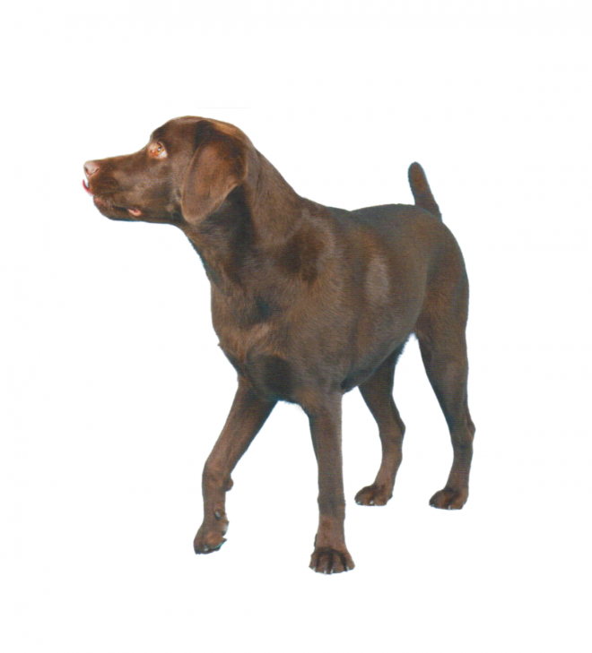 狗_拉布拉多尋回犬_拉拉_獵犬_labrador_retriever