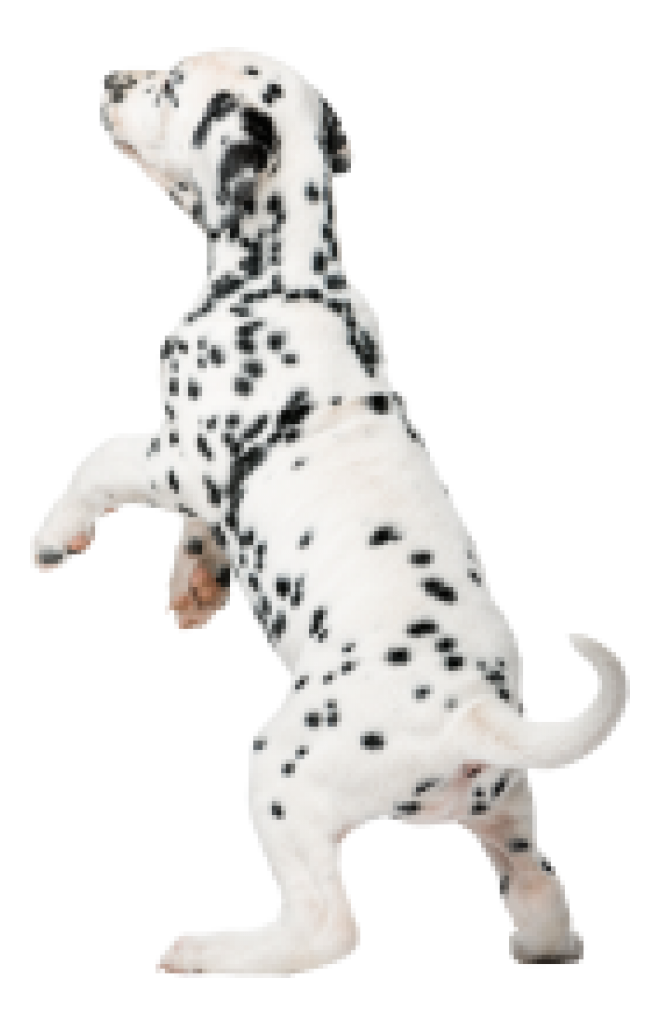 斑點狗_大麥町犬_小丹犬_斑點犬_dalmatian