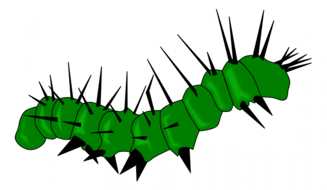 昆蟲_毛毛蟲_caterpillar_caterpillar