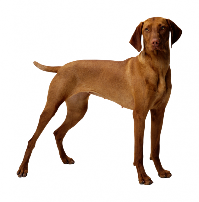 狗_寵物_犬_dog_dog