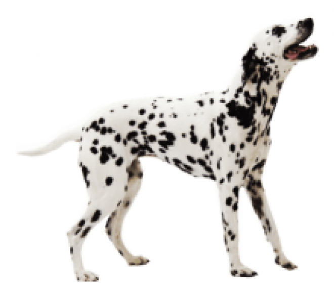 斑點狗_大麥町犬_小丹犬_斑點犬_dalmatian