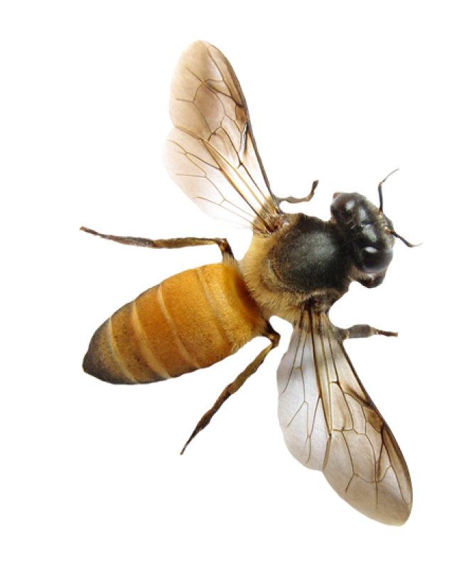 昆蟲_蜜蜂_bee_bee