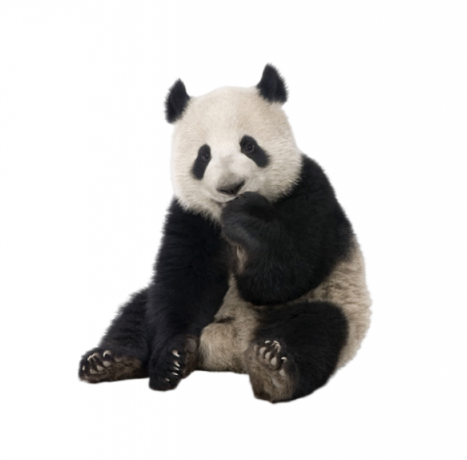 动物_1383熊猫