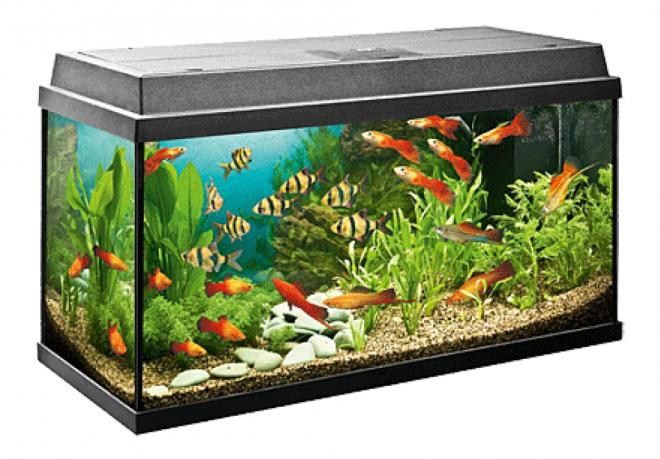 魚缸_養魚缸_水族玻璃槽_玻璃缸_aquarium_aquarium