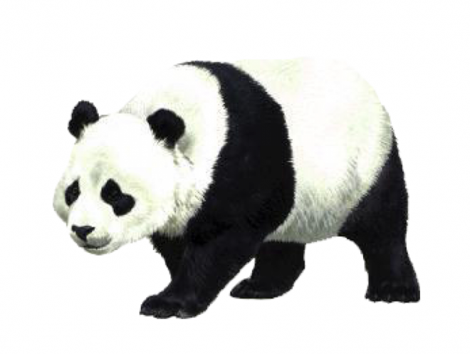 动物_1378熊猫