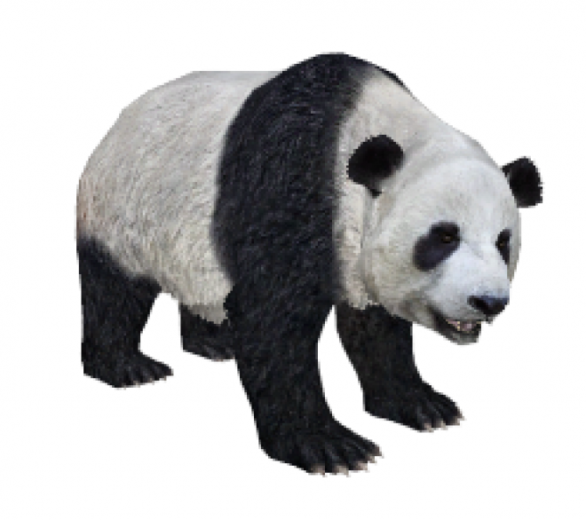 动物_1383凶悍的野生大熊猫