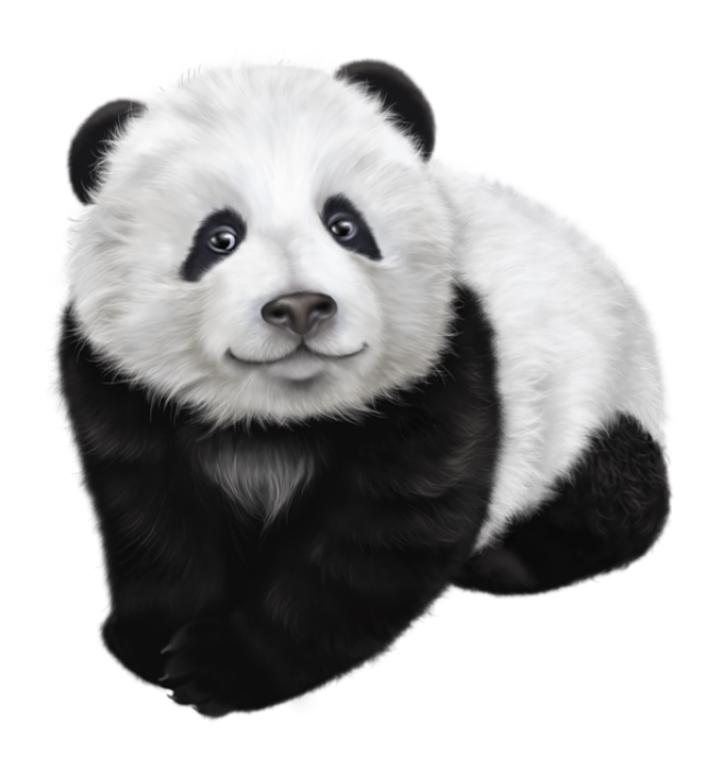 动物_1380国宝熊猫