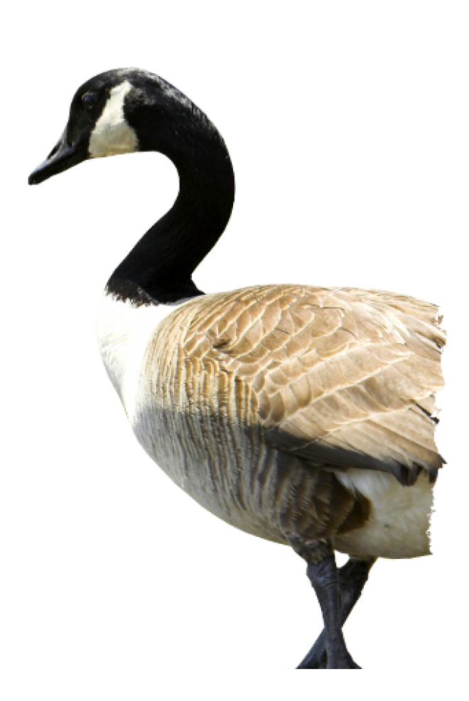 家禽_鵝_家鵝_goose_goose