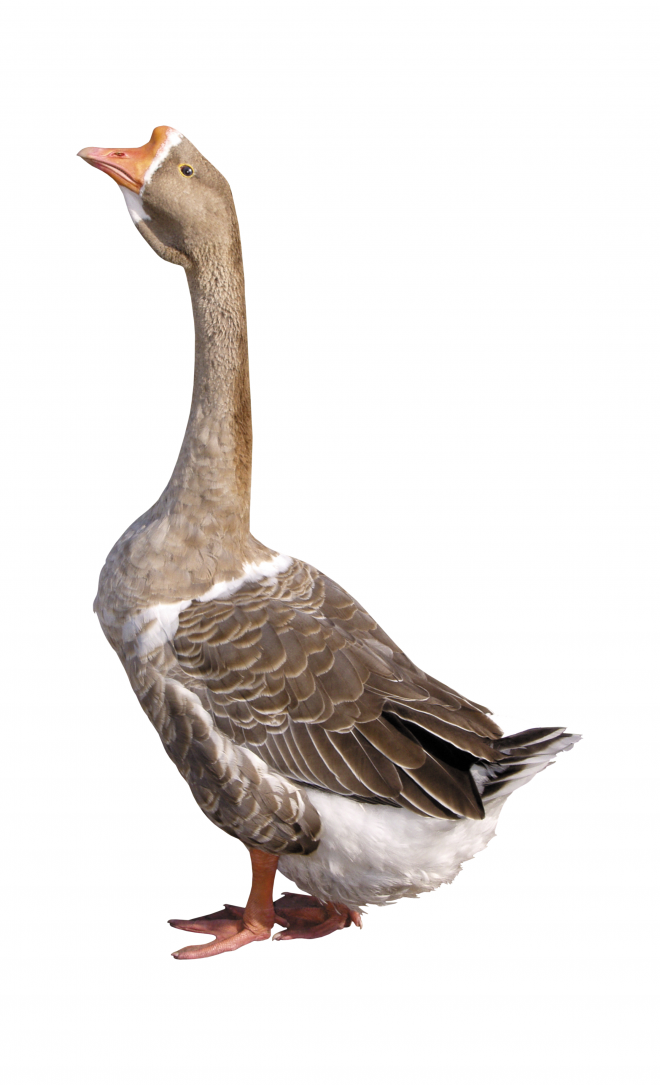 家禽_鵝_家鵝_goose_goose