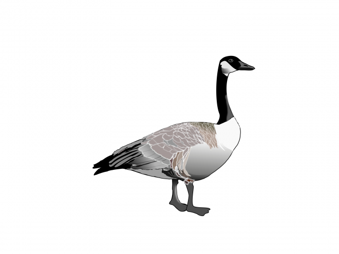 家禽_鵝_家鵝_goose_goose