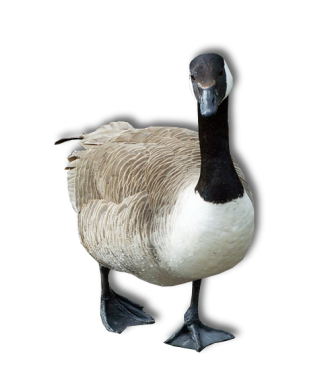 家禽_鵝_家鵝_goose_goose