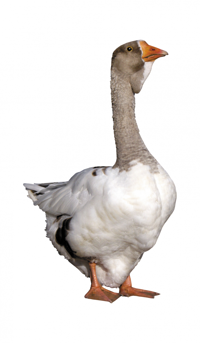 家禽_鵝_家鵝_goose_goose