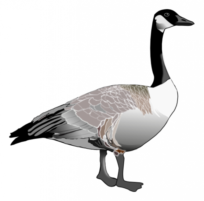 家禽_鵝_家鵝_goose_goose