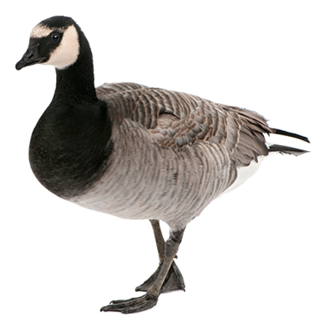 家禽_鵝_家鵝_goose_goose