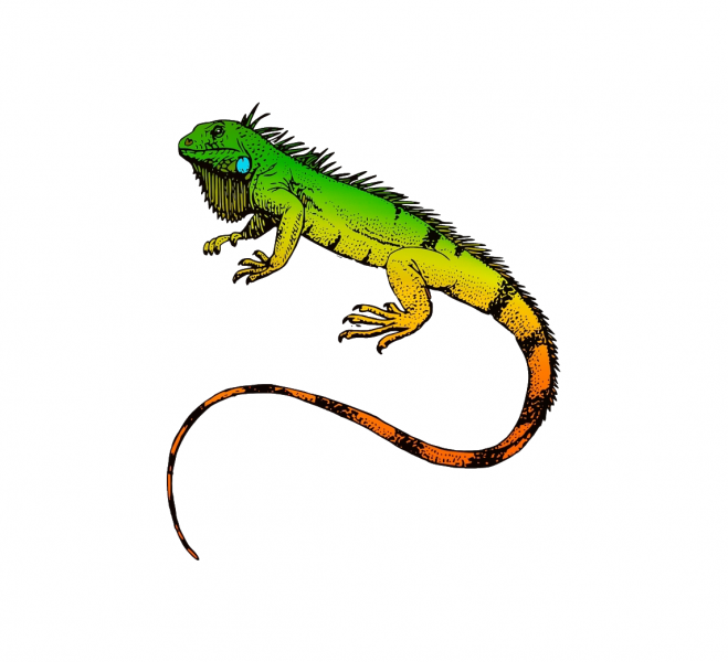 蜥蜴_鬣鱗蜥_iguana_iguana