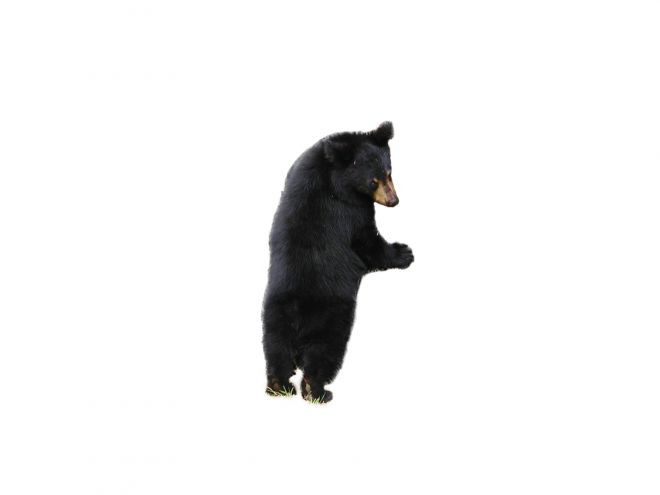 熊_bear_黑熊_棕熊_bear