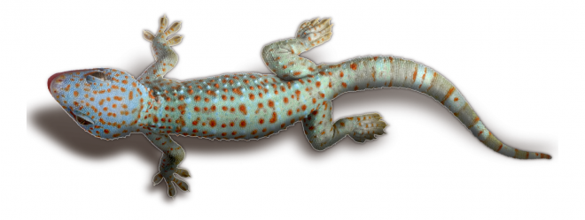 壁虎_蜥蜴_gecko_gecko