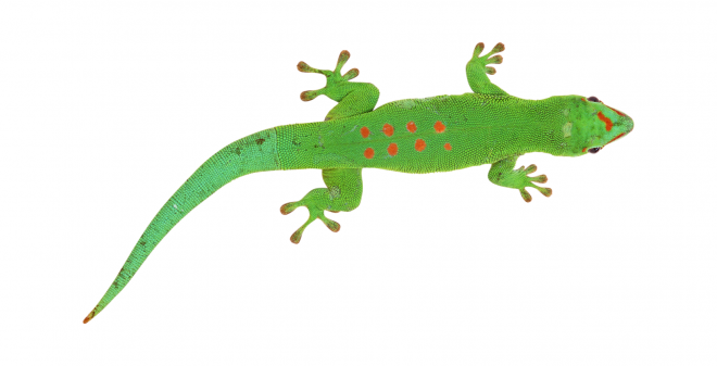 壁虎_蜥蜴_gecko_gecko