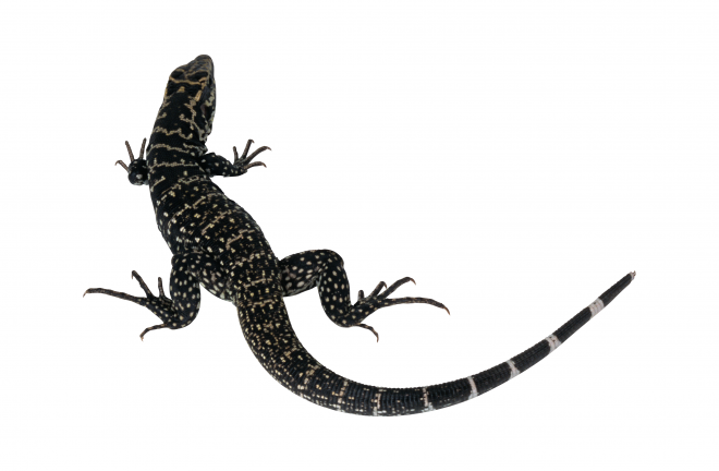蜥蜴_lizard_lizard