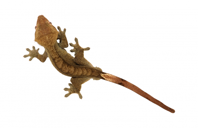壁虎_蜥蜴_gecko_gecko