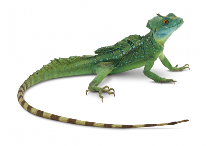 蜥蜴_鬣鱗蜥_iguana_iguana