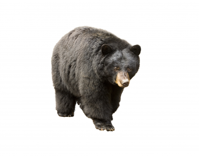 熊_bear_黑熊_棕熊_bear