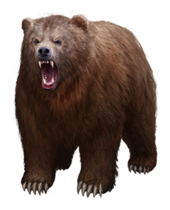 熊_bear_黑熊_棕熊_bear