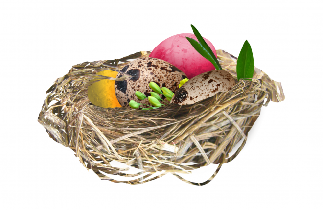 自然_鳥巢_鳥窩_巢穴_鳥蛋_nest_nest