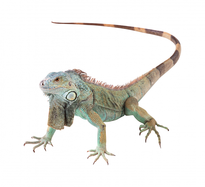 蜥蜴_鬣鱗蜥_iguana_iguana