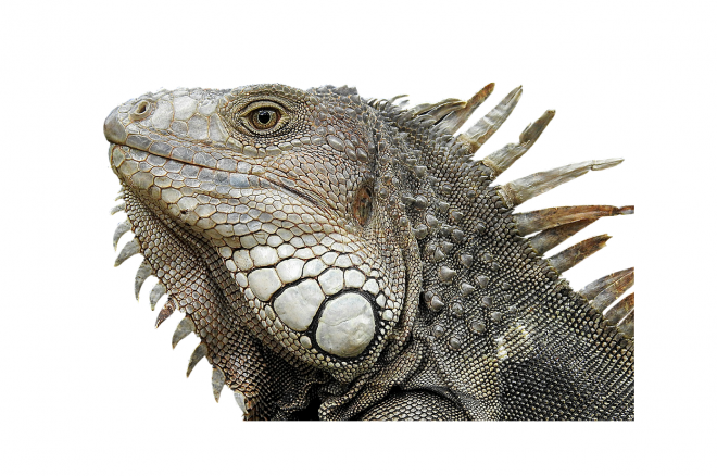 蜥蜴_鬣鱗蜥_iguana_iguana
