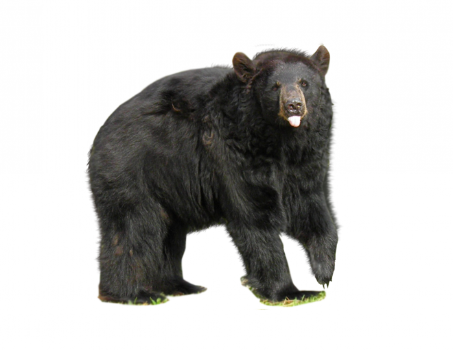 熊_bear_黑熊_棕熊_bear