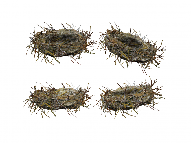 自然_鳥巢_鳥窩_巢穴_鳥蛋_nest_nest