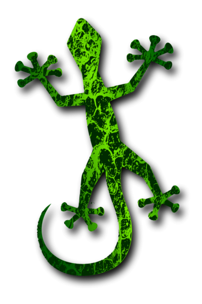 壁虎_蜥蜴_gecko_gecko