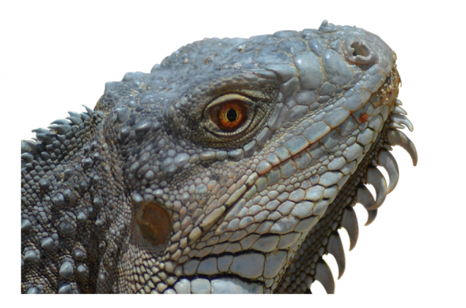 蜥蜴_鬣鱗蜥_iguana_iguana