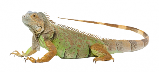 蜥蜴_鬣鱗蜥_iguana_iguana