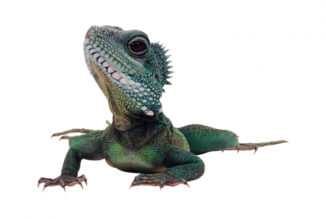 蜥蜴_鬣鱗蜥_iguana_iguana