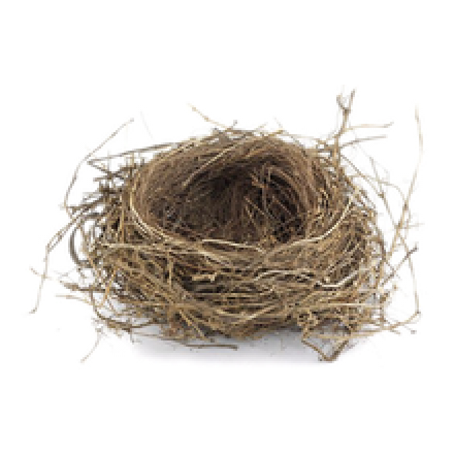 自然_鳥巢_鳥窩_巢穴_鳥蛋_nest_nest