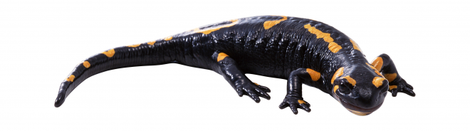 壁虎_蜥蜴_gecko_gecko