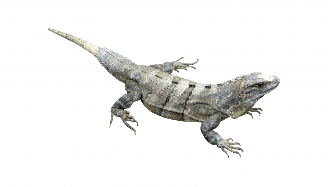 蜥蜴_鬣鱗蜥_iguana_iguana