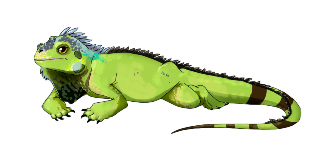 蜥蜴_鬣鱗蜥_iguana_iguana