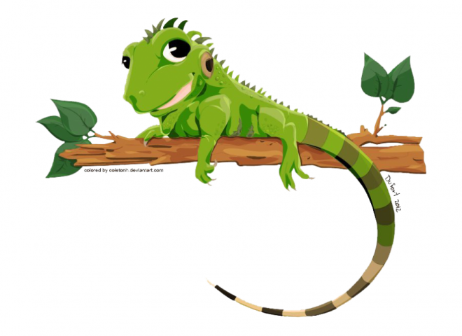 蜥蜴_鬣鱗蜥_iguana_iguana