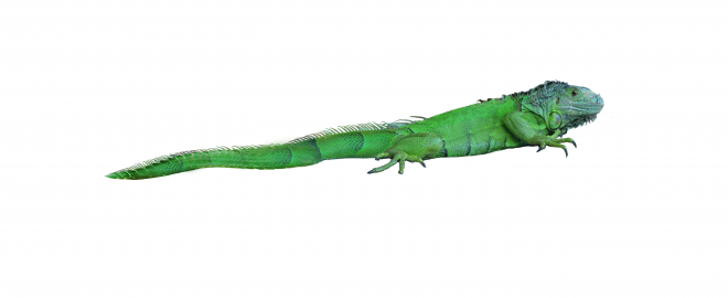 蜥蜴_鬣鱗蜥_iguana_iguana
