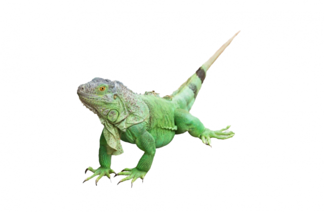 蜥蜴_鬣鱗蜥_iguana_iguana