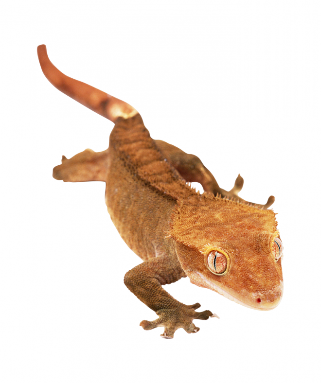 壁虎_蜥蜴_gecko_gecko