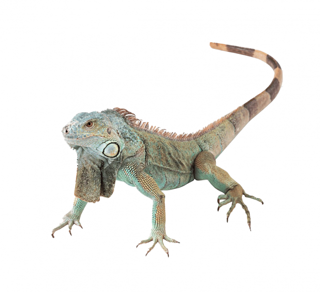 蜥蜴_鬣鱗蜥_iguana_iguana