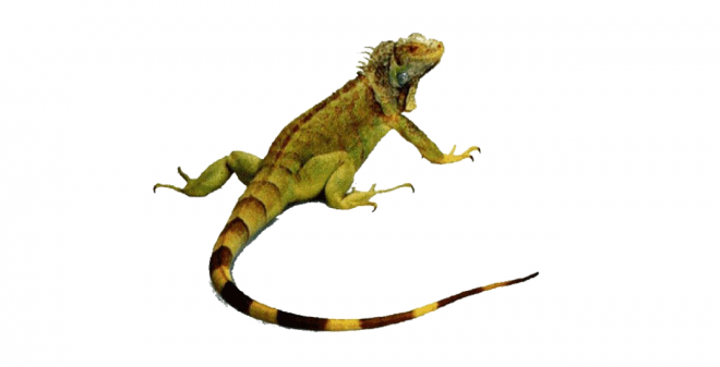 蜥蜴_鬣鱗蜥_iguana_iguana
