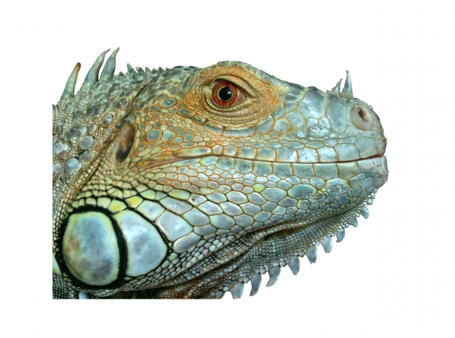 蜥蜴_鬣鱗蜥_iguana_iguana